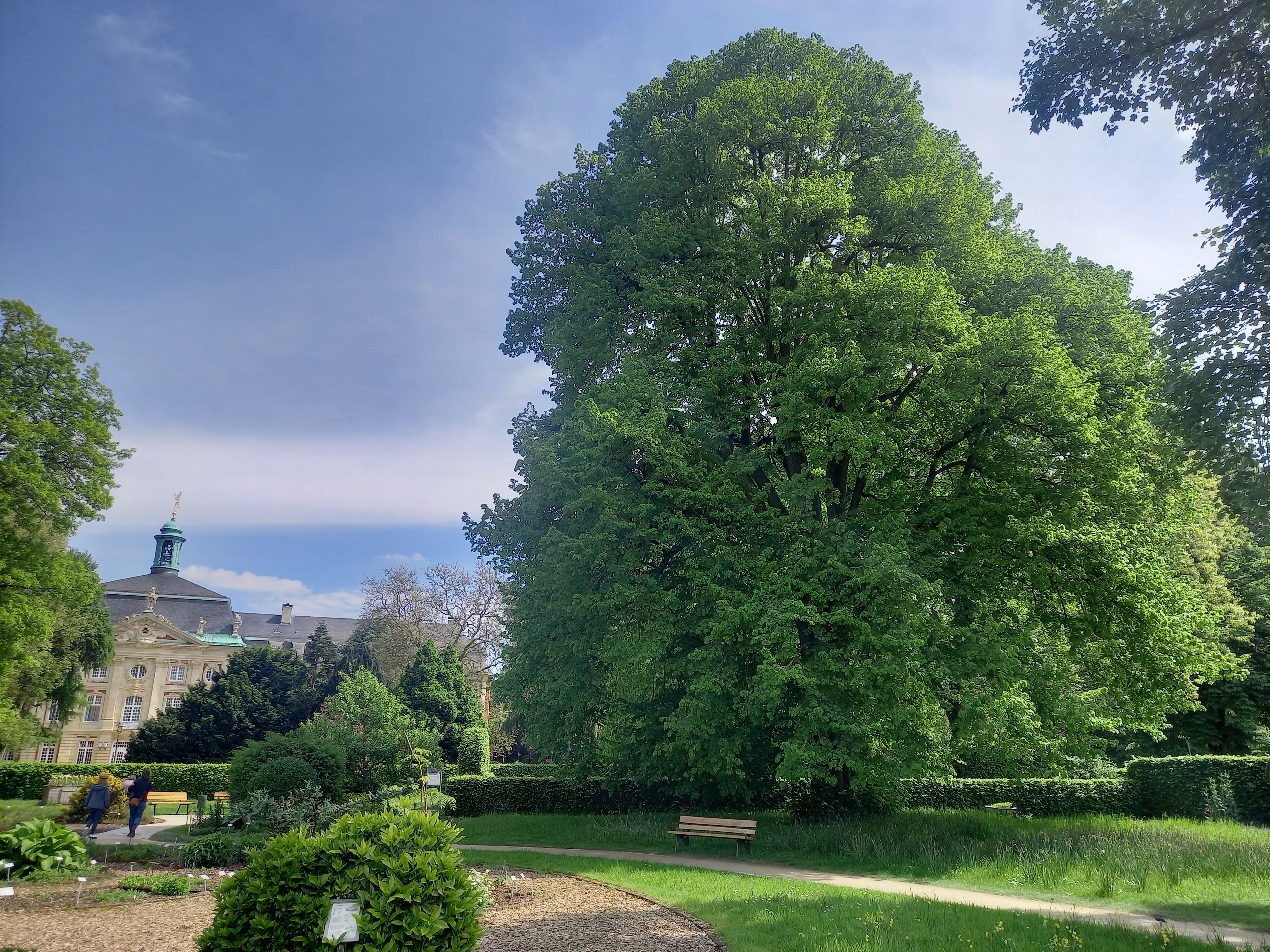 Linde im Botanischen Garten Münster