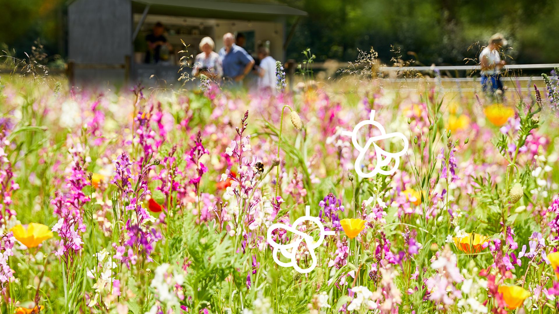 Bunte Wildblumenwiese