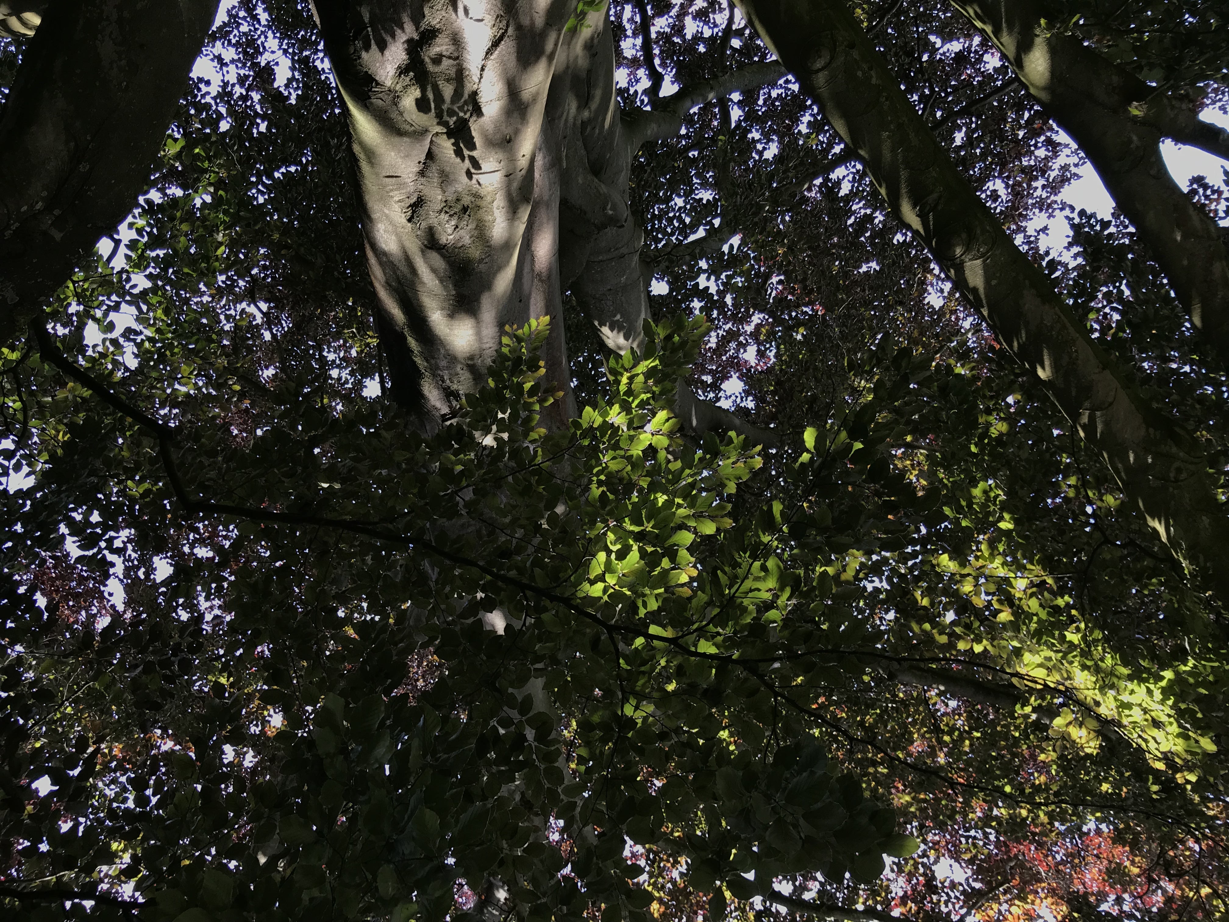 Bild von einer Blutbuche