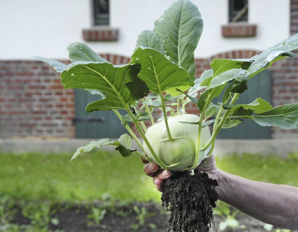 Dortmund, Arbeitergarten des LWL-Museum Zeche Zollern, Kohlrabi