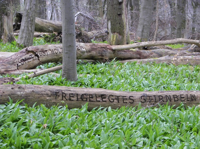 Landschaftpark Rheder in Brakel, Kunst von Jenny Holzer, Text eingeritzt in alten Baumstamm "freigelegtes Stirnbein"
