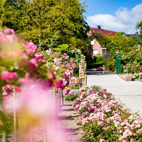 Rosengarten Seppenrade