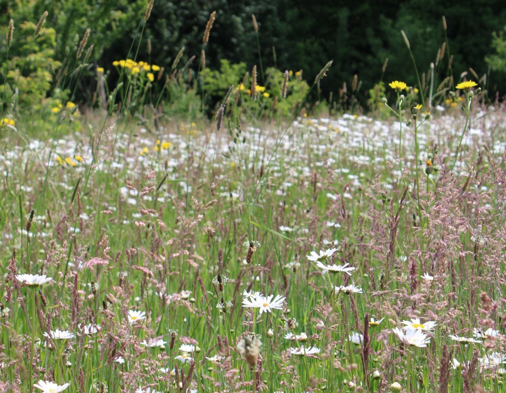 Bochum, Gemeinschaftsgarten Hof Bergmann e.V.
