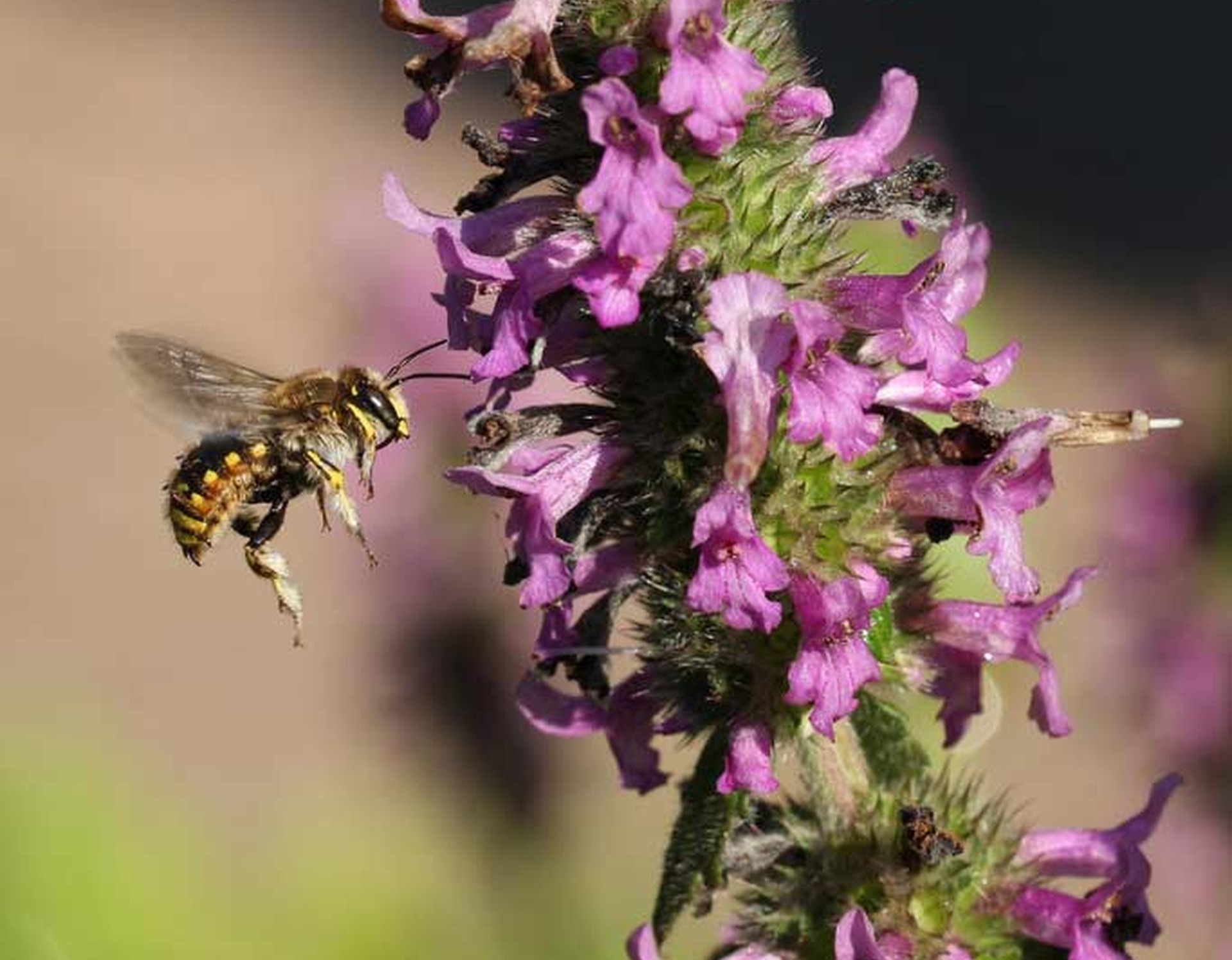 Eine Biene fliegt an einer Betonie, um Nektar zu sammeln.