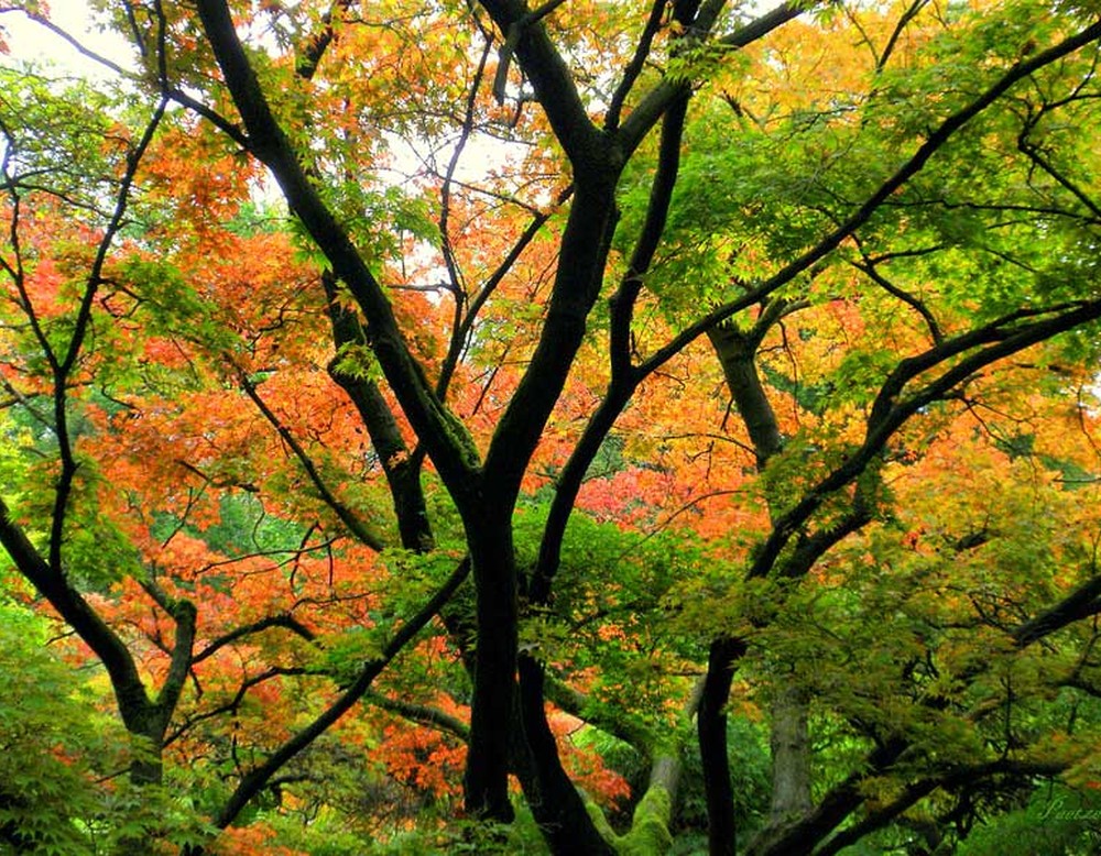 Herbstliche Bäume im Botanischen Garten Bielefeld. Die Äste der Bäume sind teilweise mit Moos bewachsen.