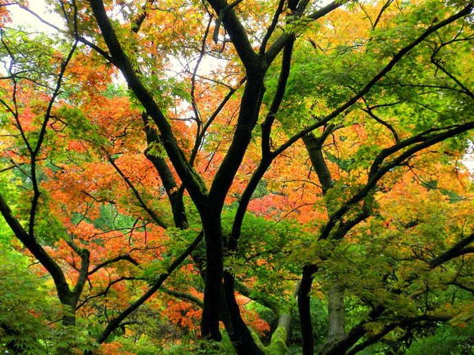 Herbstliche Bäume im Botanischen Garten Bielefeld. Die Äste der Bäume sind teilweise mit Moos bewachsen.