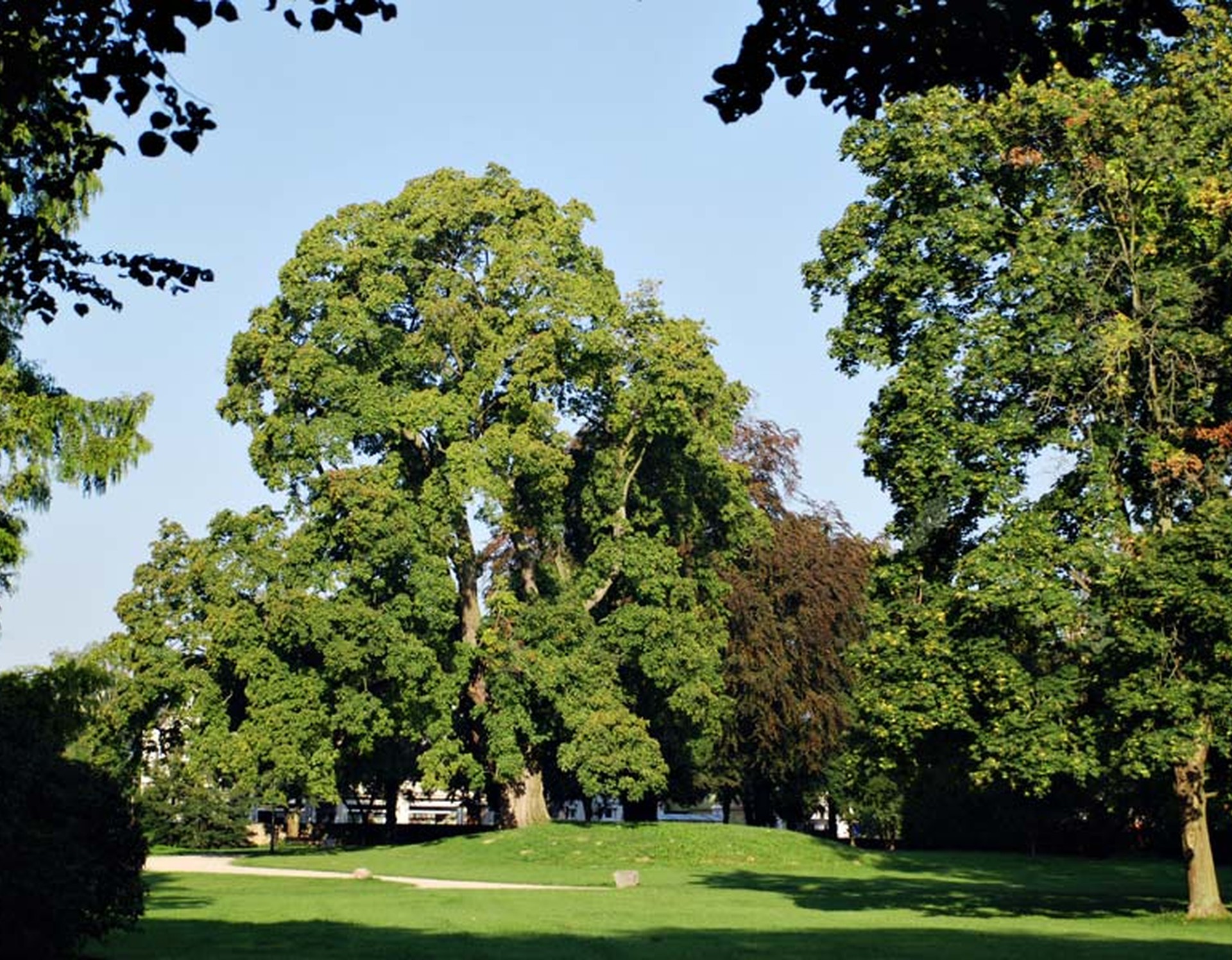 Eine Wiese im Schlosspark Schötmar, die von Bäumen umgeben ist.