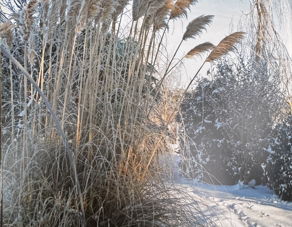 Natur Bambus-Erlebnisgarten