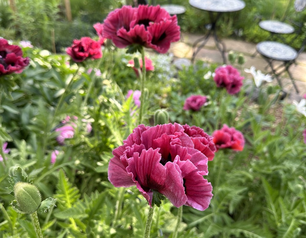 Stemwede, Lenas Staudengarten