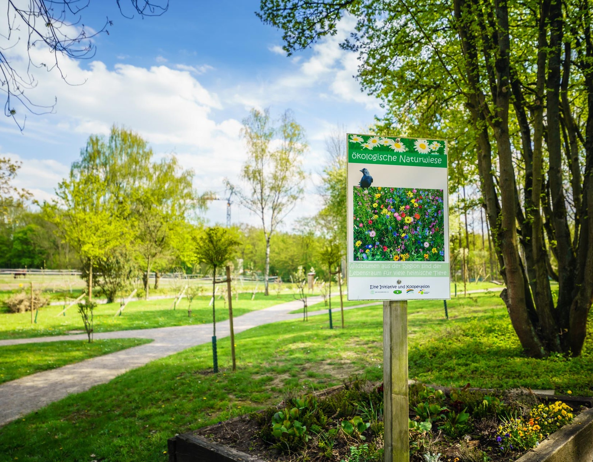 Die Ökologische Naturwiese mit Wildblumen aus der Region im Revierpark Nienhausen.