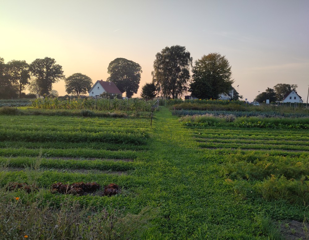 Lage, Agroforst und Gemüseacker - Solidarische Landwirtschaft Ackervielfalt eG