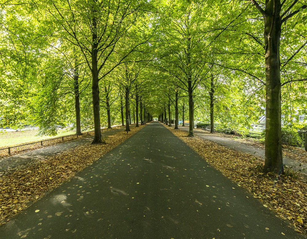 Promande Münster, Lindenallee