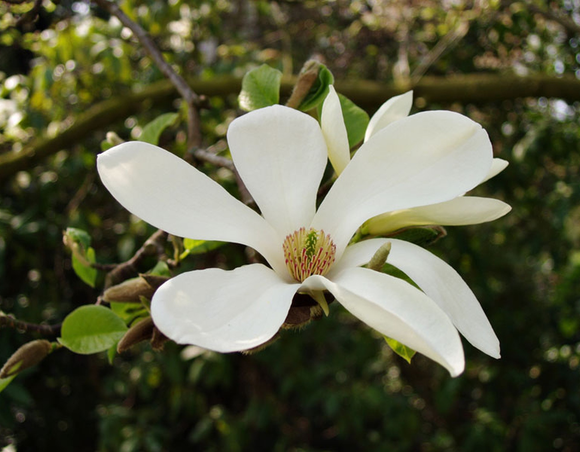 Blüte eines Magnolienbaumes im Nordpark Bielefeld.