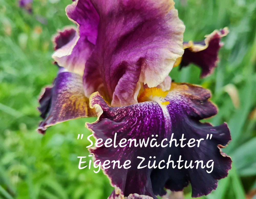 Duisburg: Kleinste Schwertlilienzucht der Welt