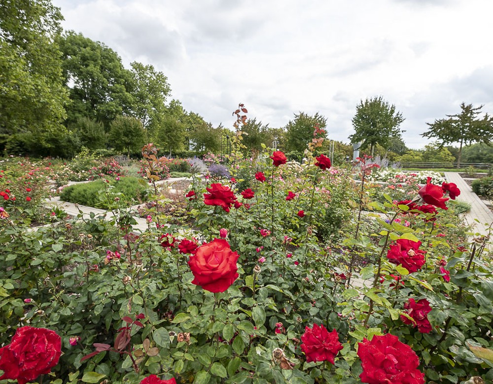 Rosenbeete im Westfalenpark in Dortmund