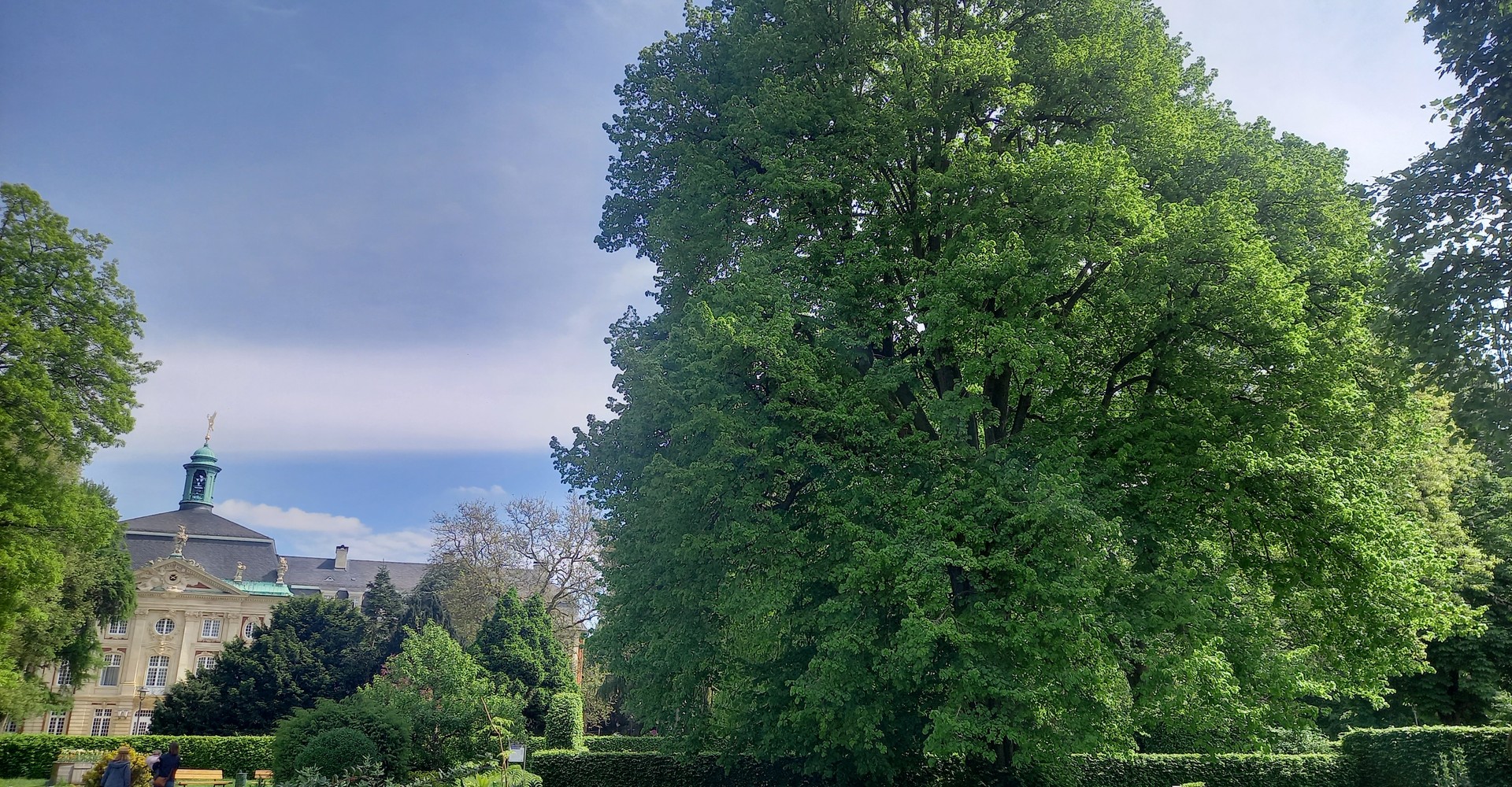 Linde im Botanischen Garten Münster