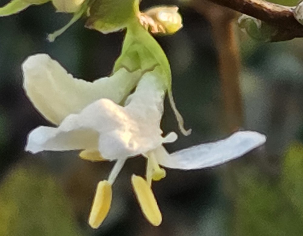 Dortmund, Naturnahes Gärtern im Kleingarten