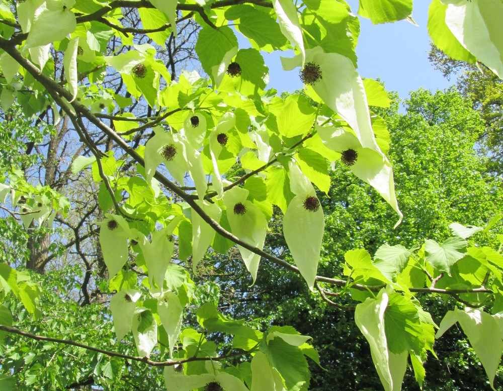 Bad Driburg, Buddenberg-Arboretum