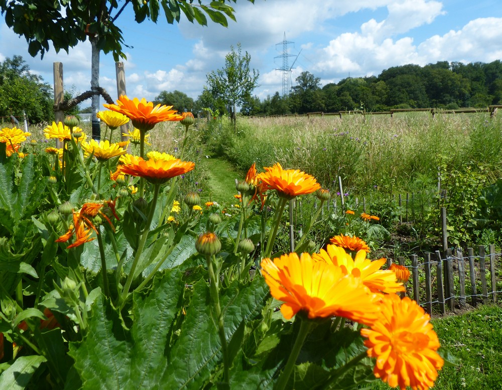 Velen, Naturgarten Höing