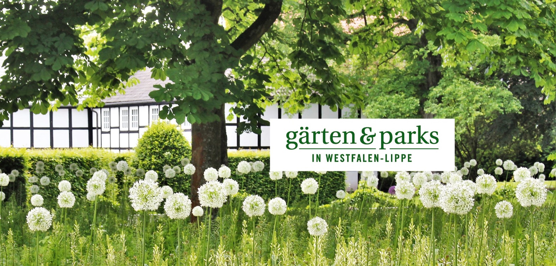 Zierlauch im Gärflichen Park Bad Driburg, "Gärten und Parks in Westfalen-Lippe"