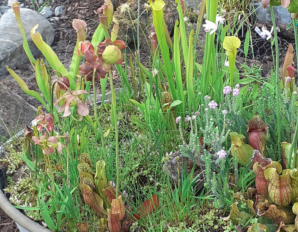 Gescher: Garten Guido Pierk