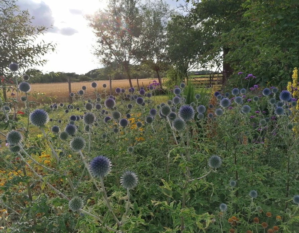 Privatgarten Anne von Papen in Altenberge, Beete mit Disteln