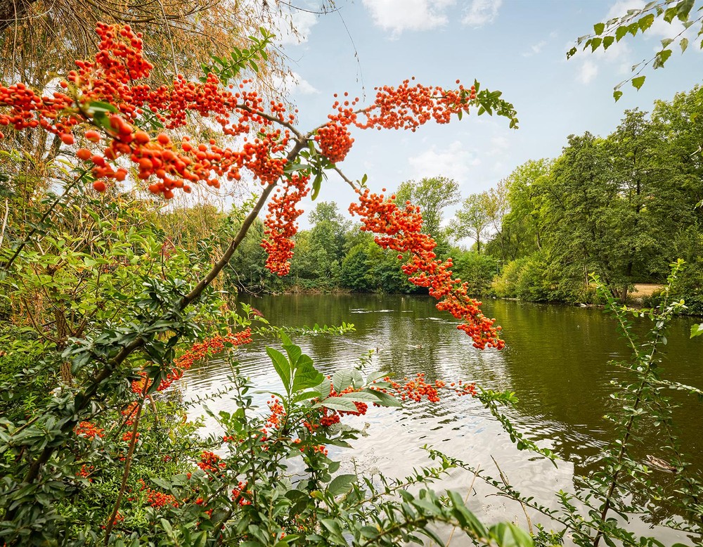Revierpark Gysenberg in Herne, See, Beeren, Spinnennetz