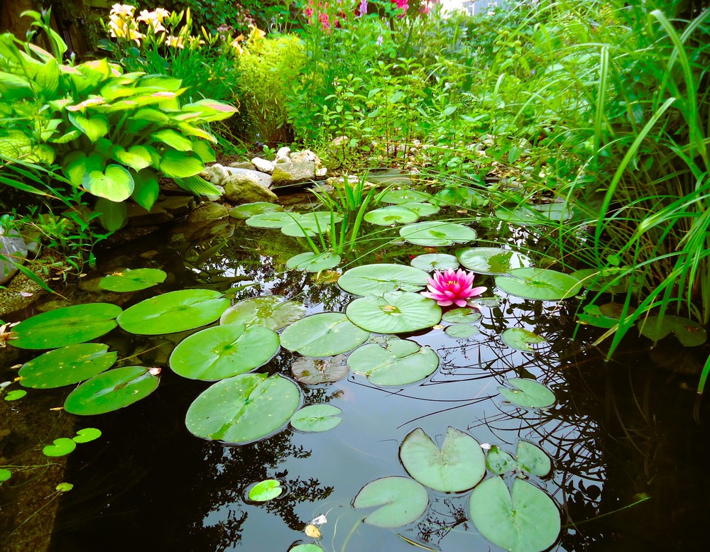 Bochum, Garten Heike Zimmermann