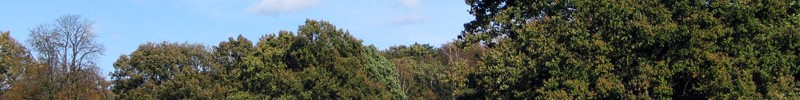 Zwei Hirsche auf einer Wiese im Wildpark Dülmen.