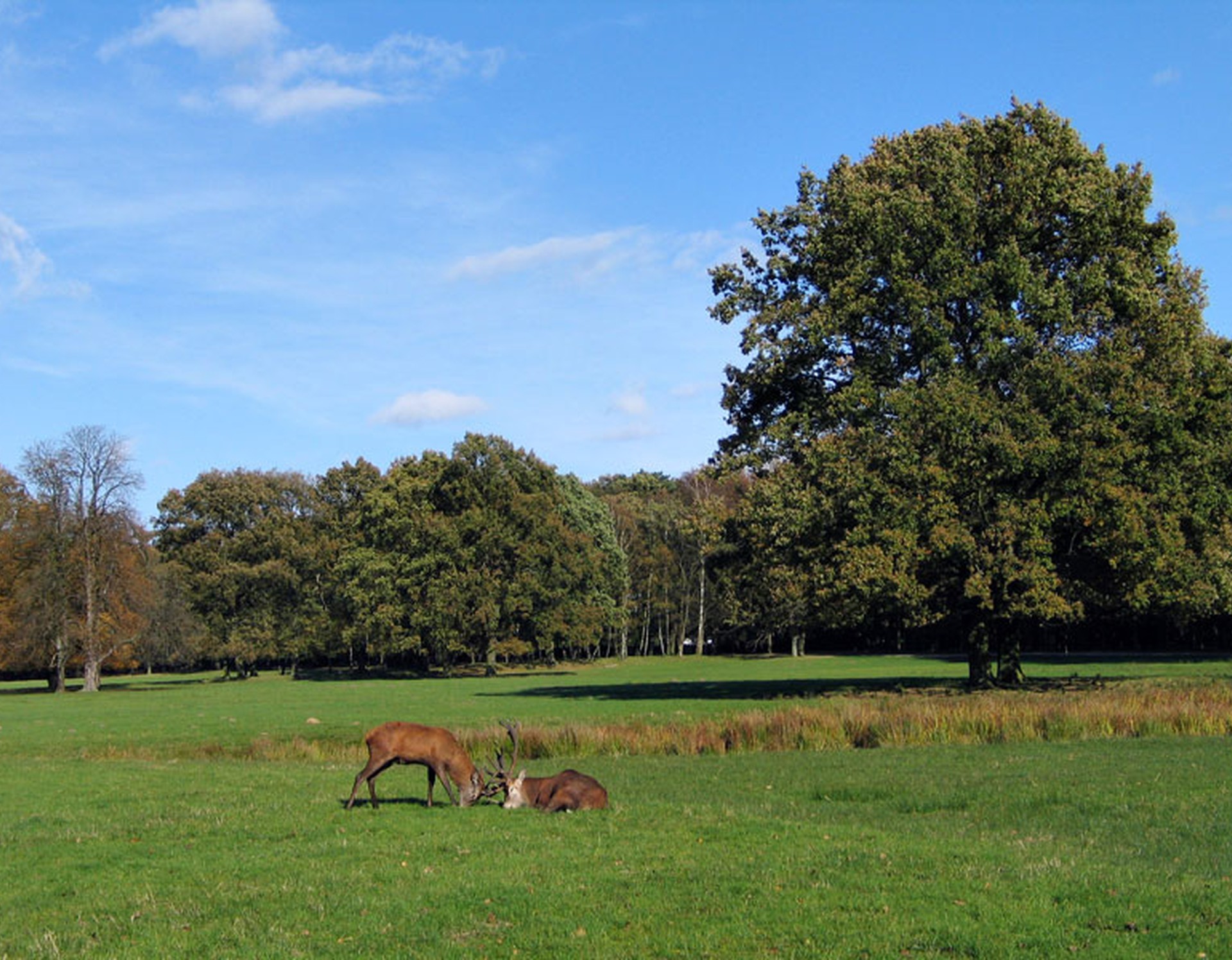 Zwei Hirsche auf einer Wiese im Wildpark Dülmen.