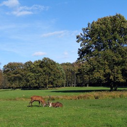 Dülmen, Wildpark