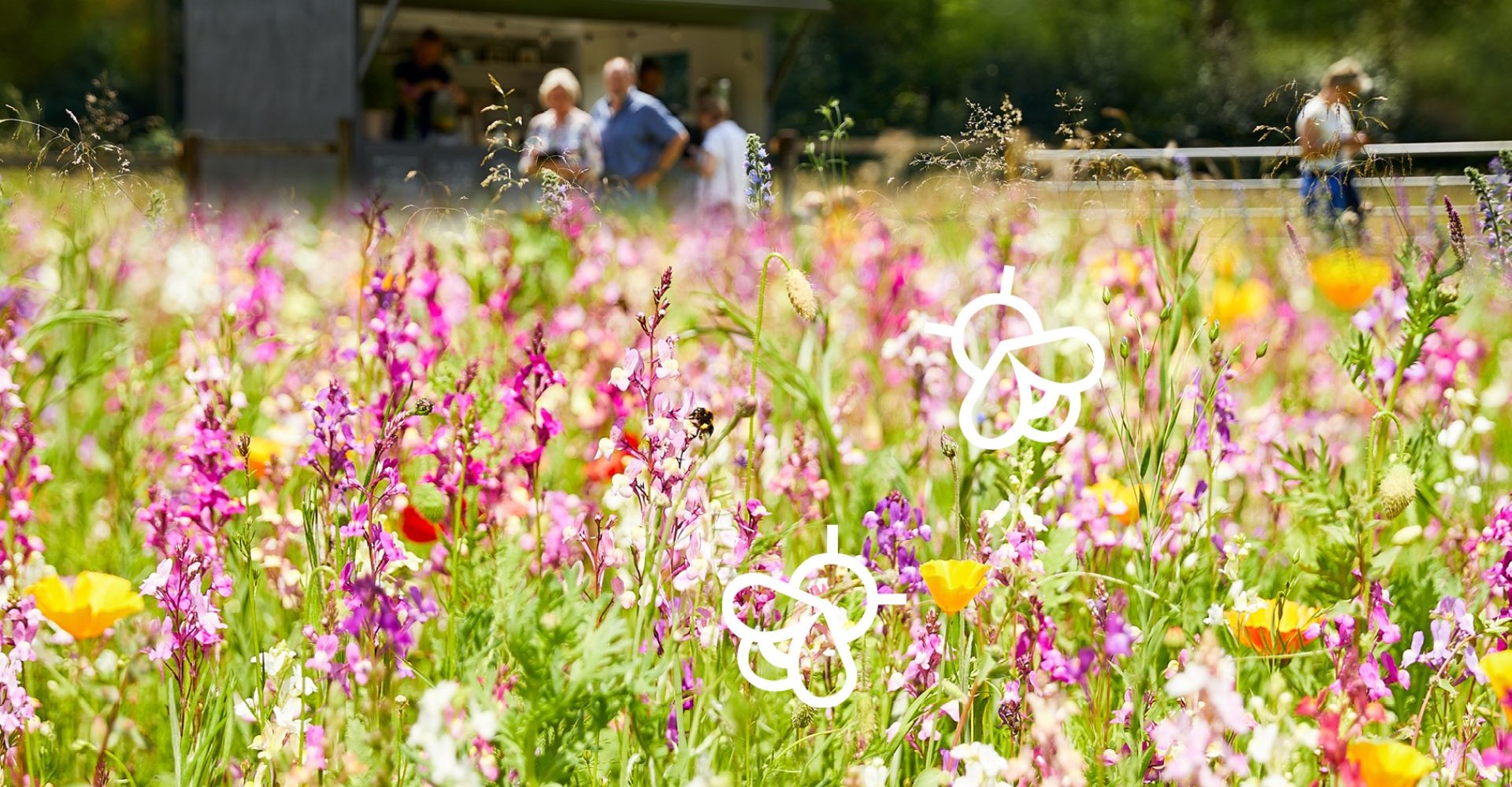 Bunte Wildblumenwiese