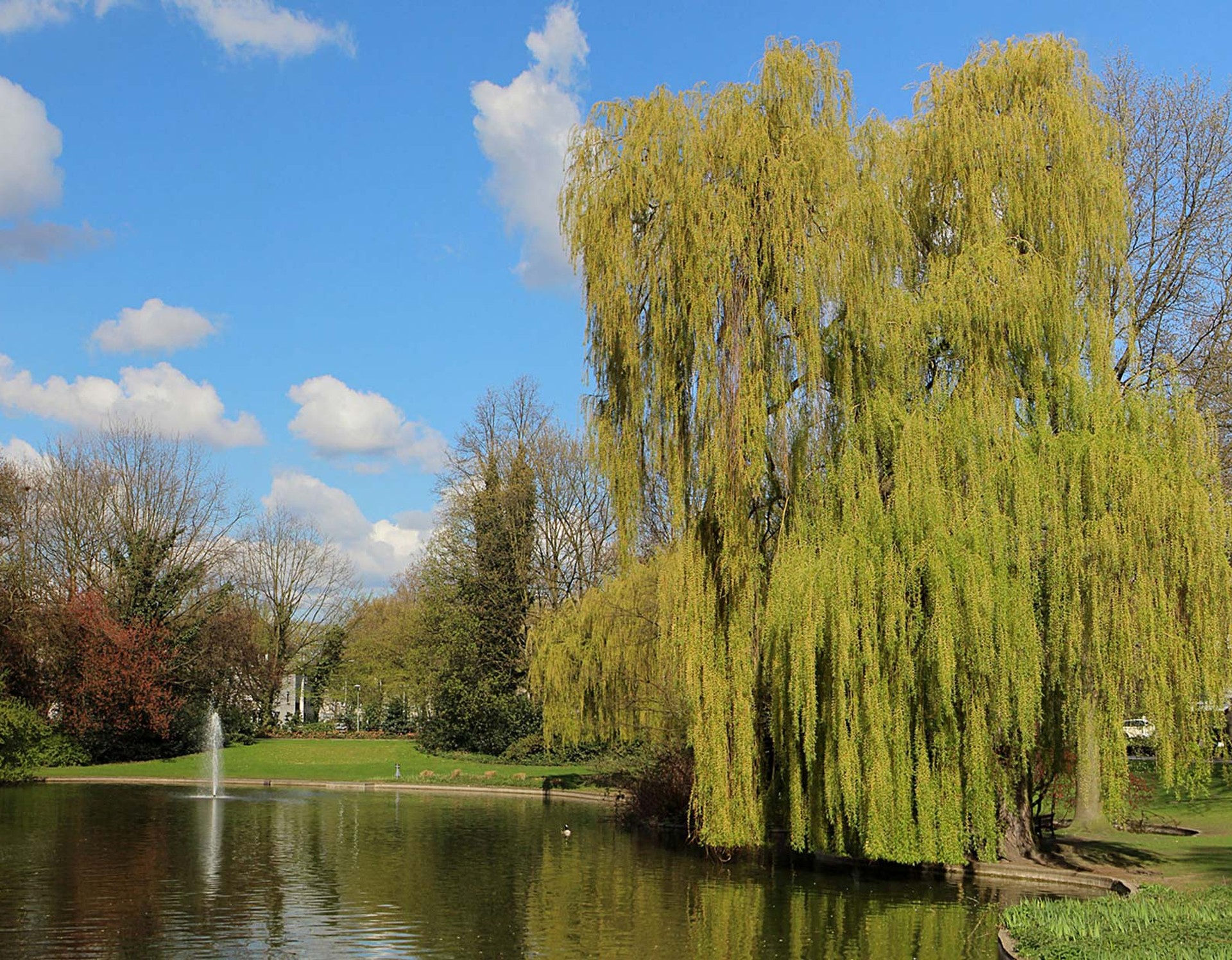 Eine Trauerweide, die am Teich des Stadtgartens Gelsenkirchen steht. Im Teich befindet sich eine Fontäne.