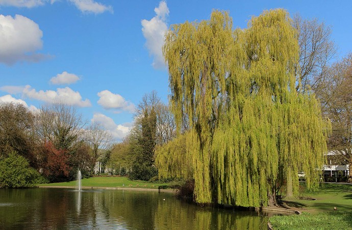 Eine Trauerweide, die am Teich des Stadtgartens Gelsenkirchen steht. Im Teich befindet sich eine Fontäne.