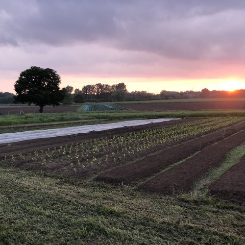 Gemeinschaftsgetragene Solidarische Landwirtschaft