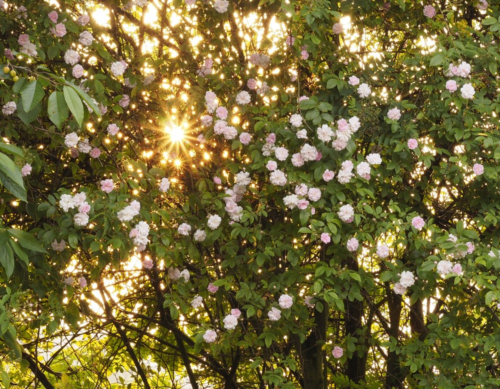 Werther, Faberhafter Garten