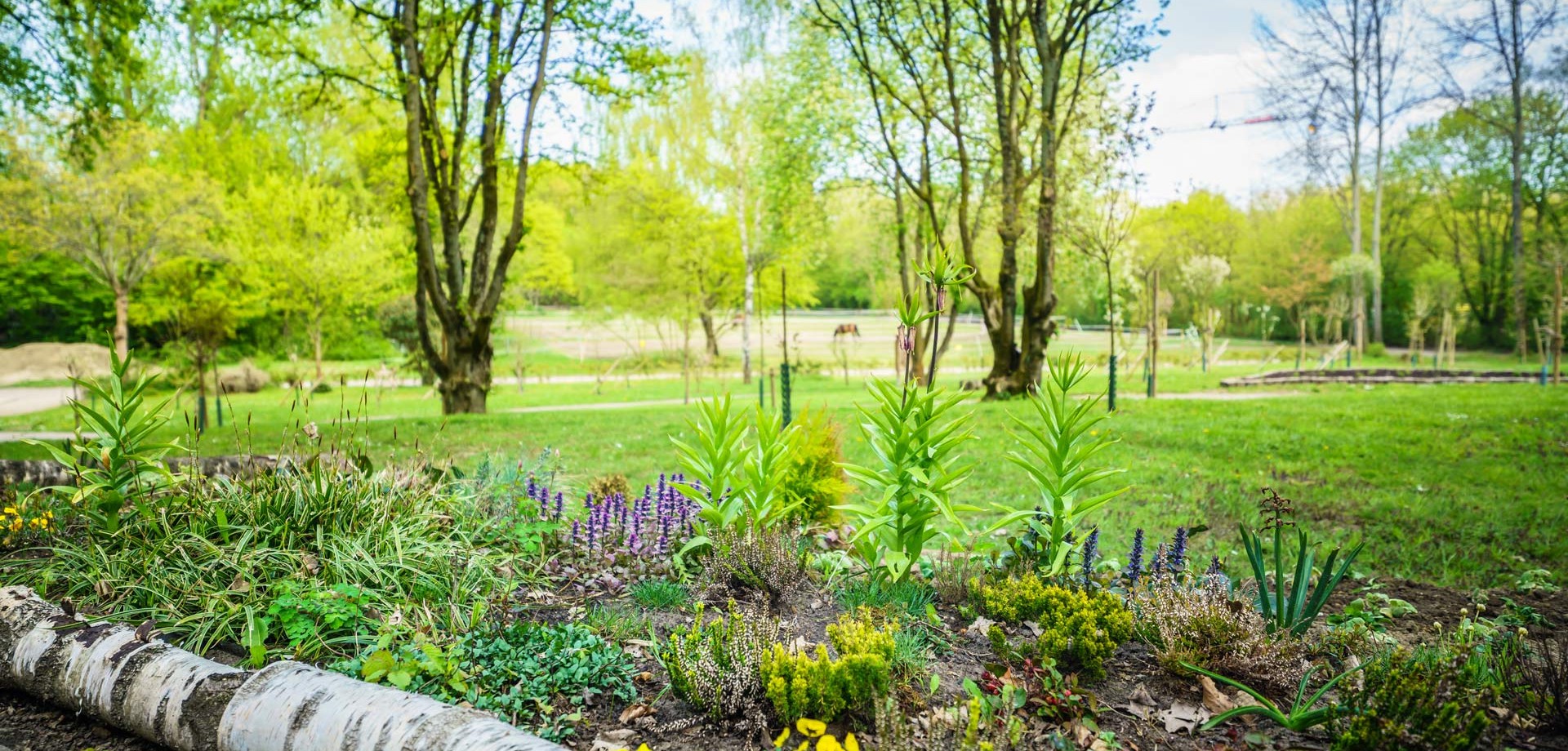 Beet am Wegesrand im Revierpark Nienhausen.