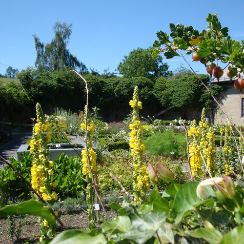 Arnsberg: Kloster- und Museumsgarten Oelinghausen