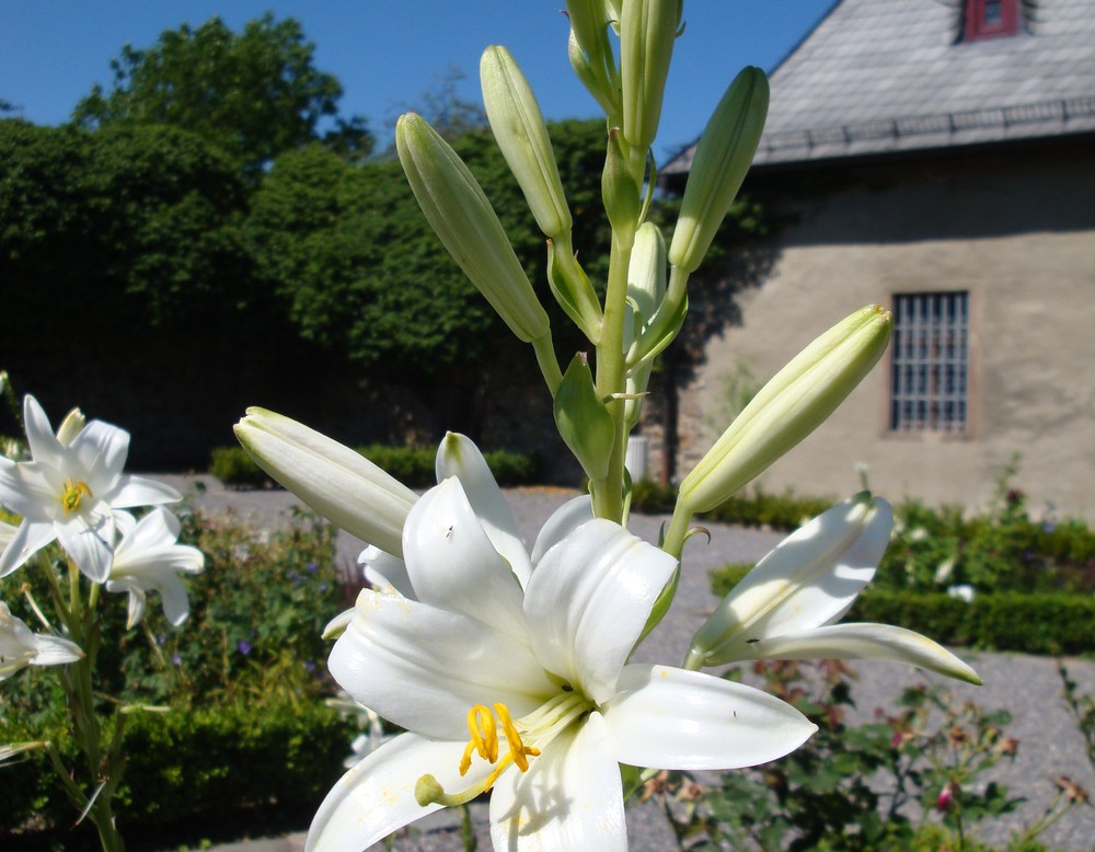 Arnsberg, Kloster- und Museumsgarten Oelinghausen