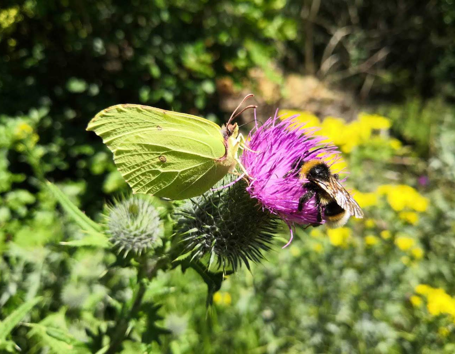 Ein Schmetterling und eine Biene an einer Distel.