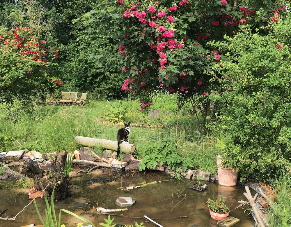 BiKis Schätze der Natur