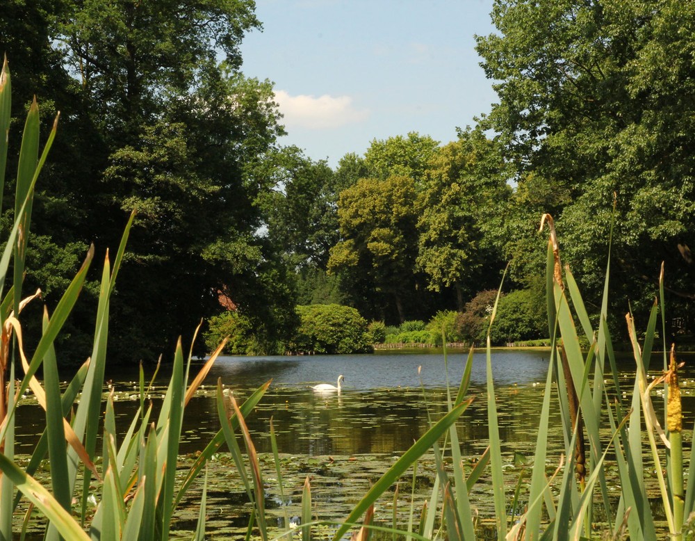 In der Gräfte der Wasserburg Anholt schwimmt ein Schwan. Auf dem Wasser befindet sich duzende Wasserrosen.