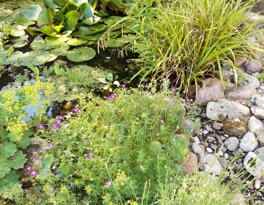 Naturnaher Familiengarten