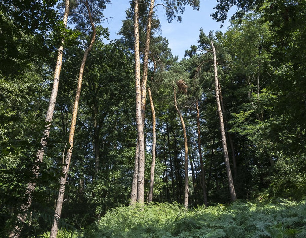 Historischer Tiergarten in Sassenberg, Farne und Baumkronen im Gegenlicht