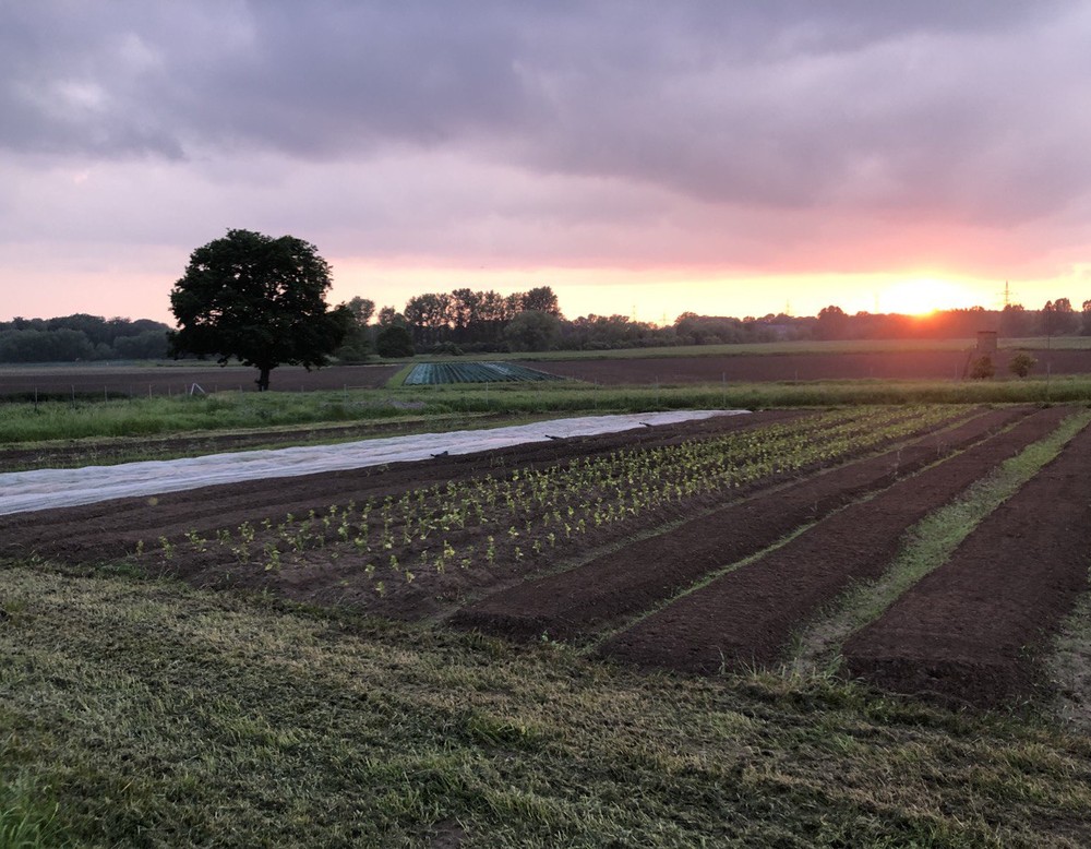Gemeinschaftsgetragene Solidarische Landwirtschaft