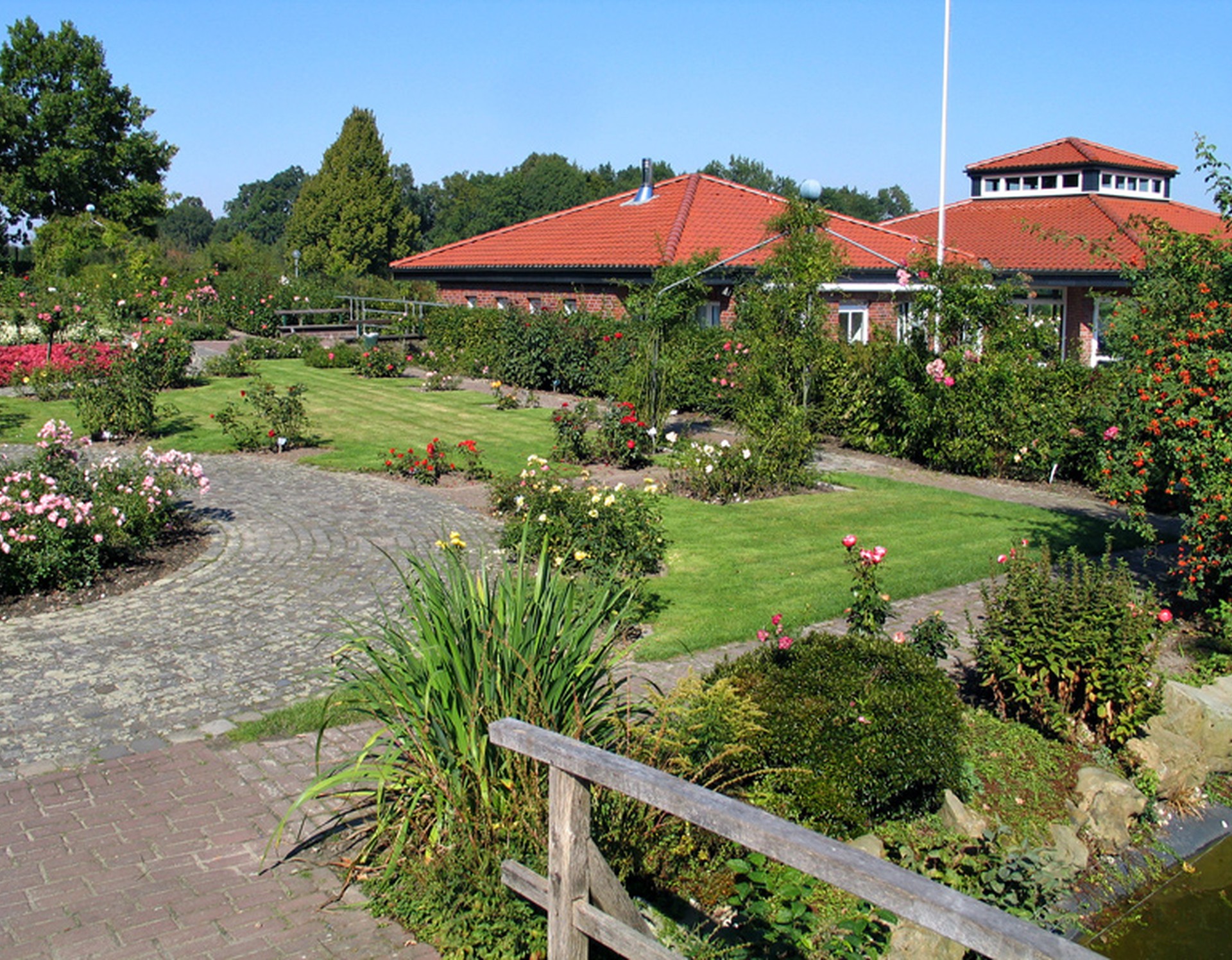 Blick auf einige der Rosengewächse im Rosengarten. Im Hintergrund steht das Heimathaus des Heimatvereins Seppenrade e.V.
