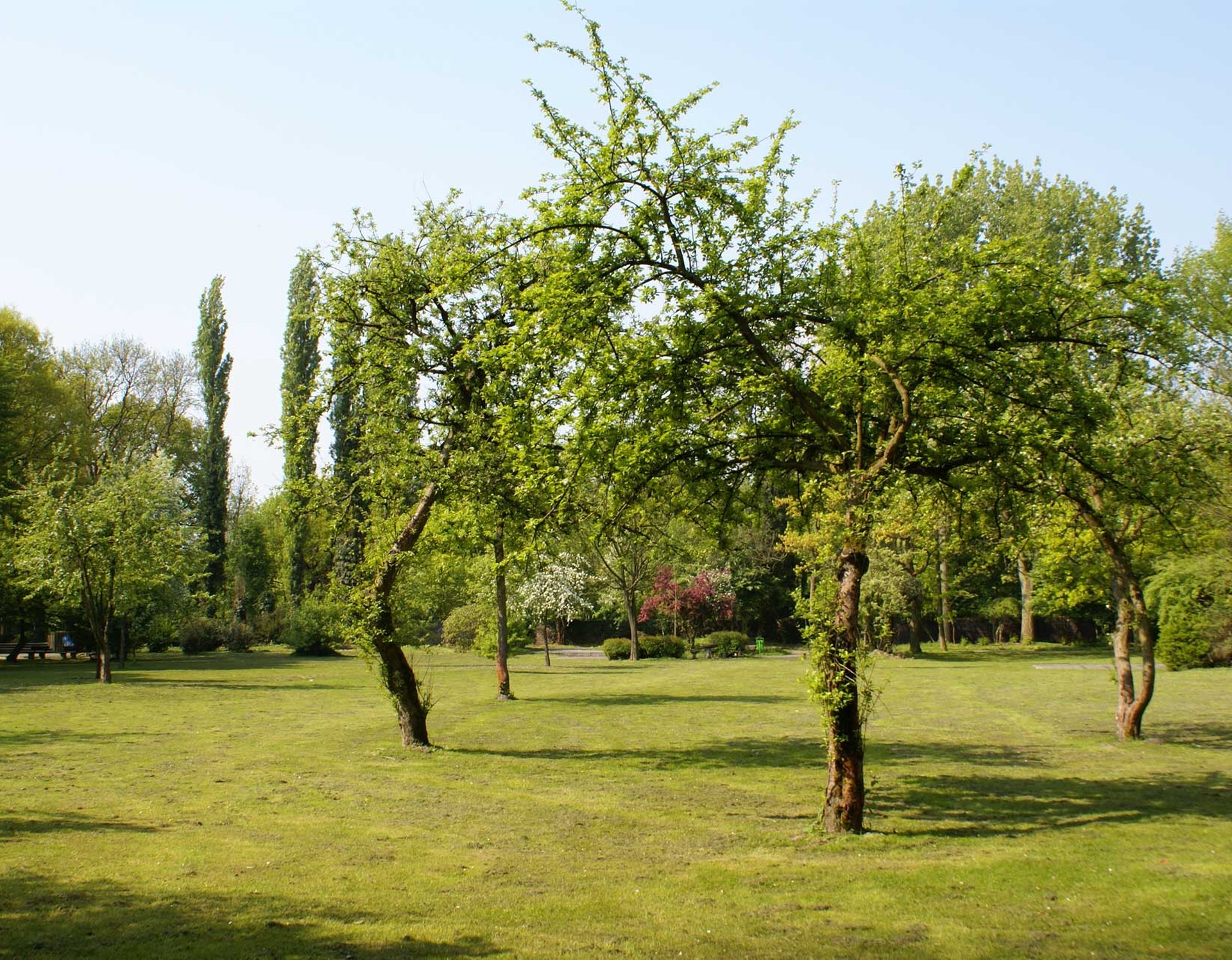 Mehrere kleine Bäume auf einer Wiese des Revierparks Wischlingen.