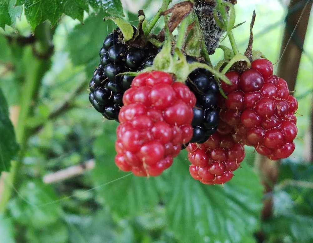 Mariannes Landgarten Brilon