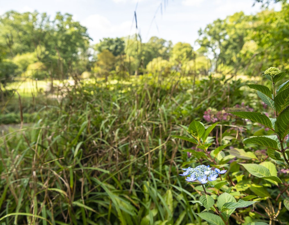 Wiese und Sträucher im Stadtgarten Herne.