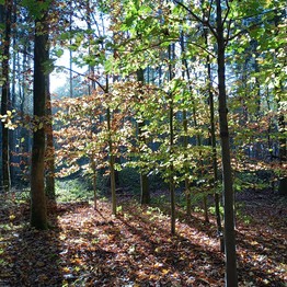 Rheda-Wiedenbrück, Grünflächen Rheda-Wiedenbrück
